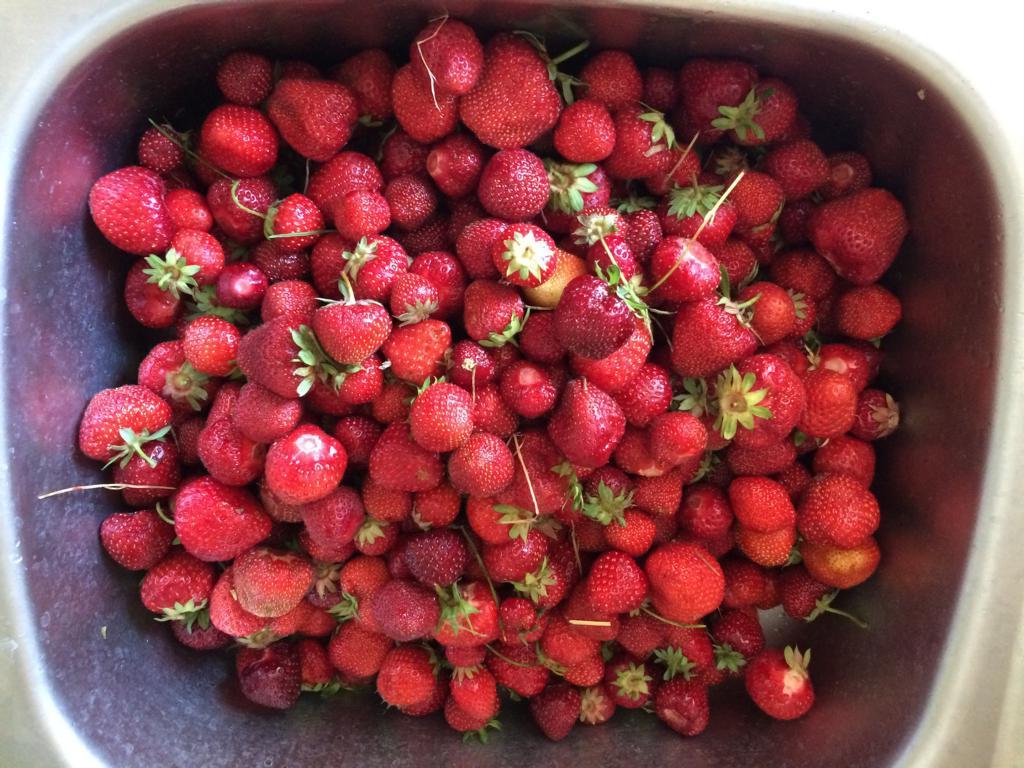 Fast 5 Kilo Erdbeeren! #ZeroWaste #Selbstversorgung © www.einfachzerowasteleben.de 