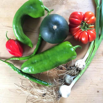 Okotber saisonales und regionales Gemüse frisch geerntet vom #Garagendach #Transportemission #Selbstversorgung (c) www.einfachzerowasteleben.de