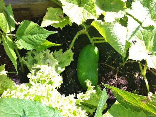 #Saisonales und #regionales im #August, z.B. Gurken, Bohnen und Salat vom #Garagendach #UrbanGardening  ;-) (c) www.einfachzerowasteleben.de