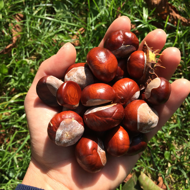 Zero Waste waschen mit Kastanien www.einfachzerowasteleben.de