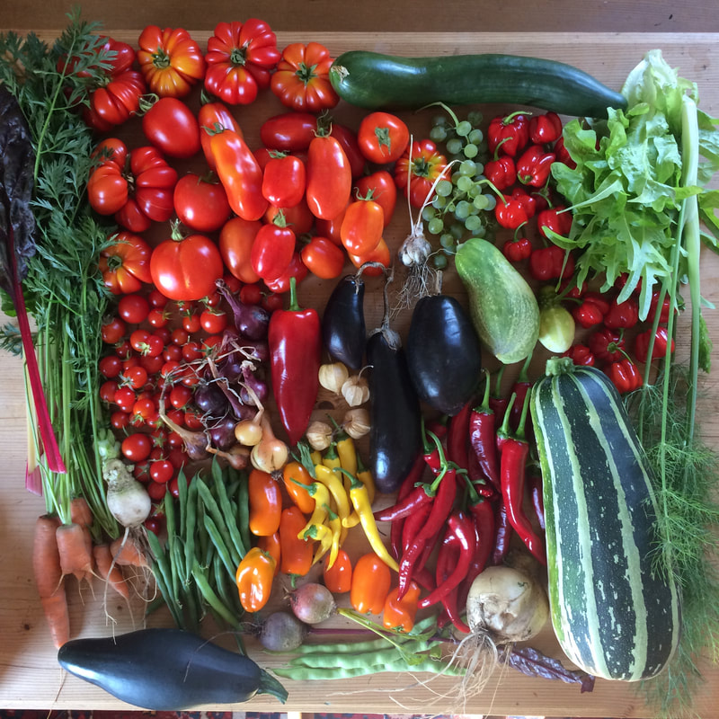 Saisonkalender August Obst, Gemüse, Kräuter aus dem Selbstversorgergarten / Stadtgarten (c) Manuela Gaßner 