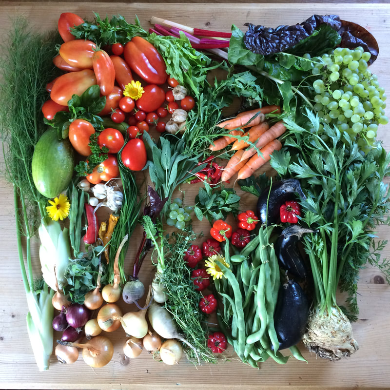 SEPTEMBER: Regionales und saisonales Gemüse, Obst, Wildfrüchte, Pilze, Kräuter und Teepflanzen Saisonkalender