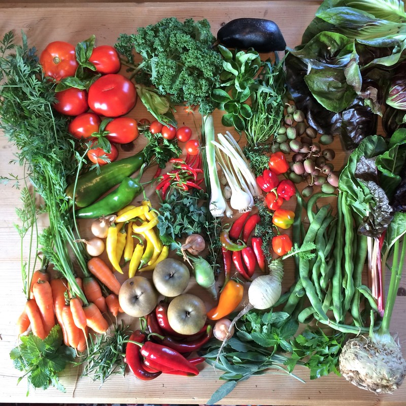 Saisonkalender, Selbstversorger, Urbanhomestead, Ernte vom Garagendach und Gemüsebeet im Oktober (c) www.einfachzerowasteleben.de