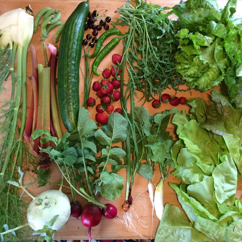 Juni Saisonkalender Obst, Gemüse, Wildfrüchte und Pilze, saisonal und regional Selbstversorger, Urban Gardening (c) www.einfachzerowasteleben.de