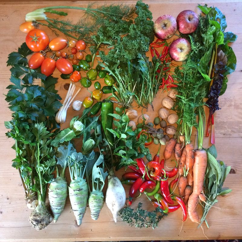 Saisonkalender November Saisonal und regionales Gemüse, Obst, Kräuter, Teepflanzen und Nüsse, Rooftopgarden, Selbstversorger, Urban Gardening (c) www.einfachzerowasteleben.de