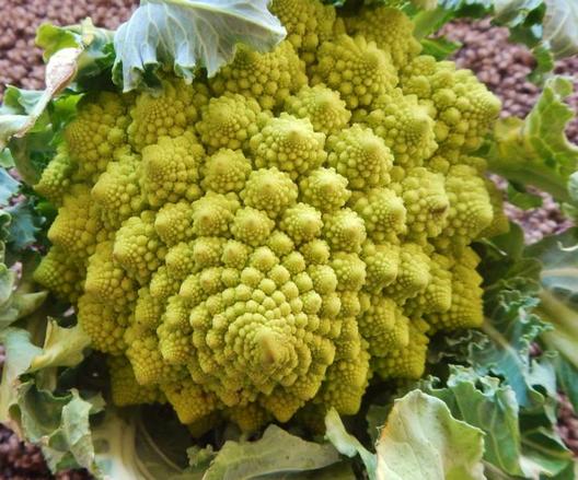 Romanesco mit fraktaler Struktur und einer Anordnung in Fibonacci-Spiralen (c) www.einfachzerowasteleben.de Fraktal