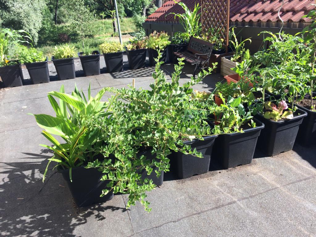 #UrbanGardening auf dem #Garagendach 2017 #ZeroWaste #Selbstversorgung © www.einfachzerowasteleben. de 