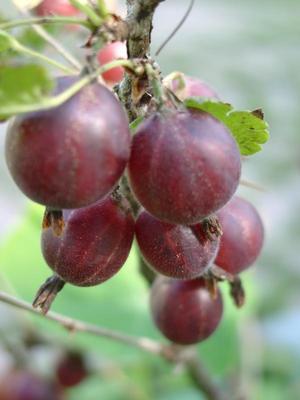 Regionales und Saisonales im #Juli . #Stachelbeere. (c) www.einfachzerowasteleben.de