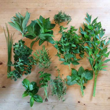 Juni: Kräuter und Teepflanzen, saisonal und regional, Selbstversorgung (c) www.einfachzerowasteleben.de