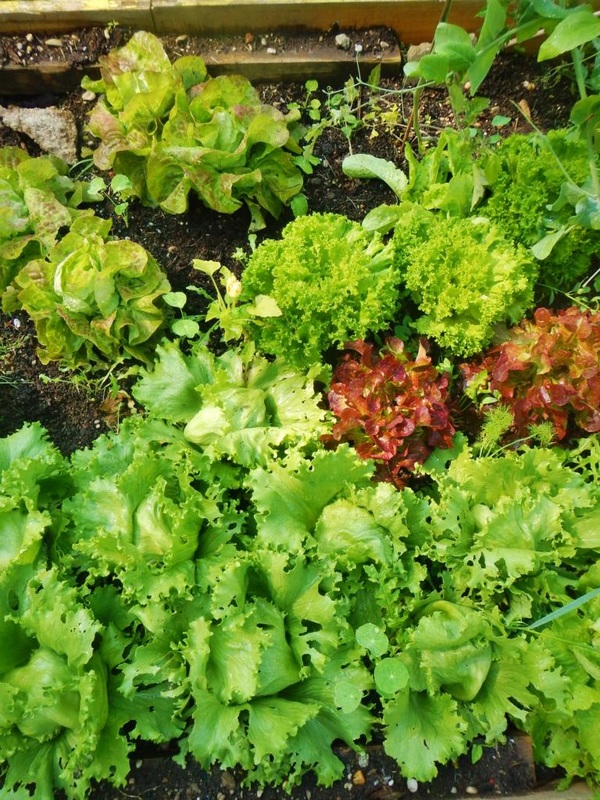 #Saisonales und #regionales im #September, #Salatvielfalt im Gemeinschaftsgarten Knollen und Co. in Freising (c) www.einfachzerowasteleben.de