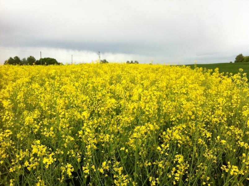 #Raps Rückblick auf Sommersemester 2016 © www.einfachzerowasteleben.de