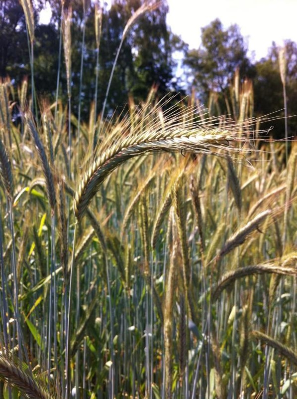 Rückblick auf Sommersemester 2016 © www.einfachzerowasteleben.de