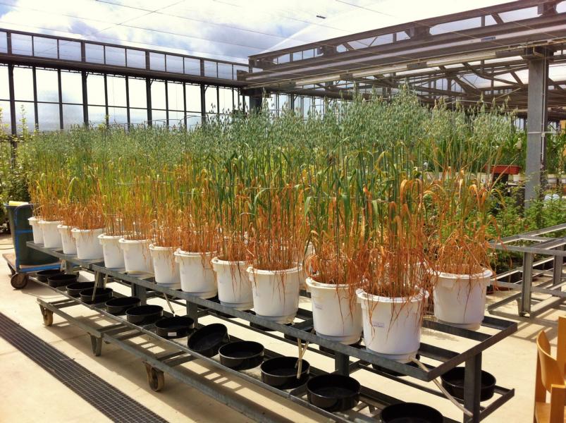 #Hafer #Dürnast Rückblick auf Sommersemester 2016 © www.einfachzerowasteleben.de